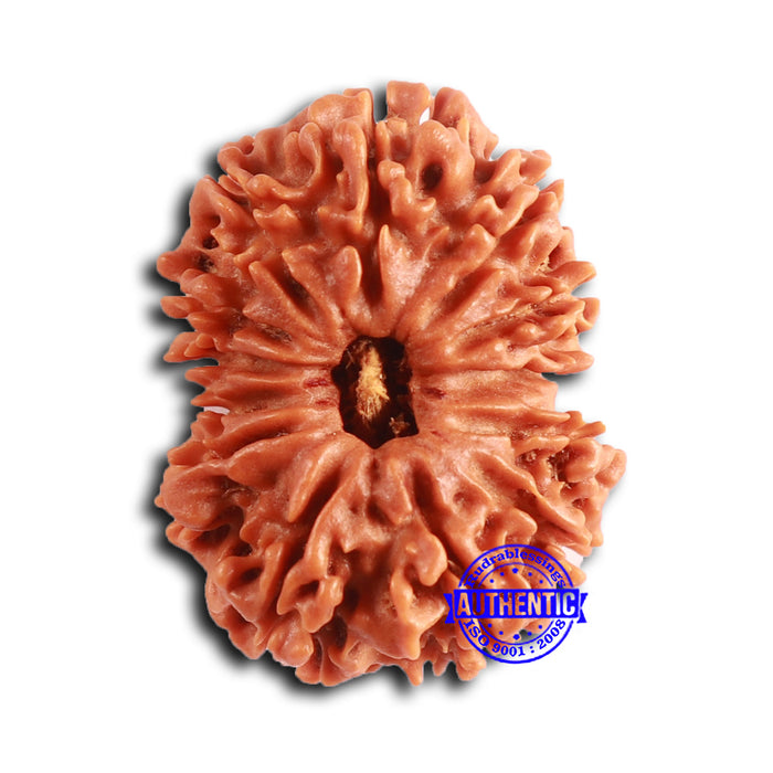 13 Mukhi Nepalese Rudraksha - Bead No. 360