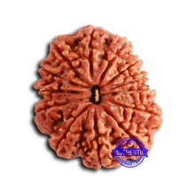Load image into Gallery viewer, 13 Mukhi Nepalese Rudraksha - Bead No. 361
