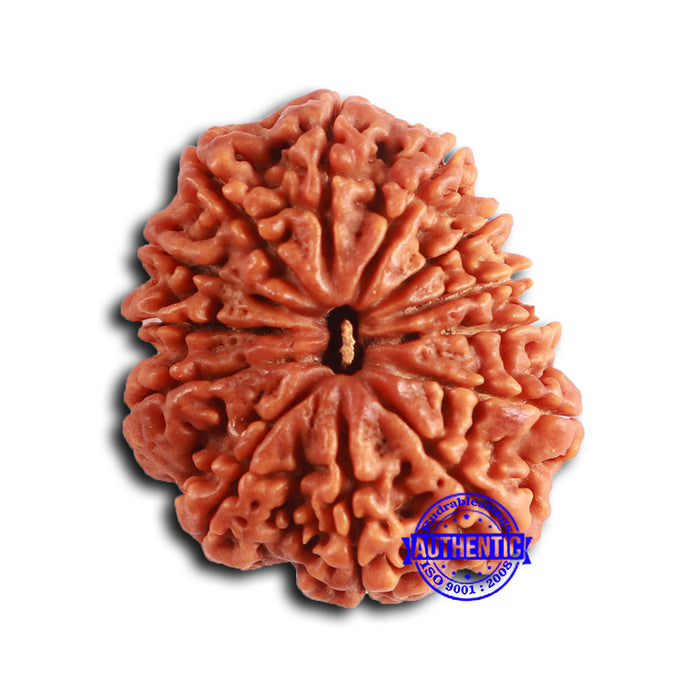 13 Mukhi Nepalese Rudraksha - Bead No. 361