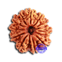 Load image into Gallery viewer, 13 Mukhi Nepalese Rudraksha - Bead No. 362
