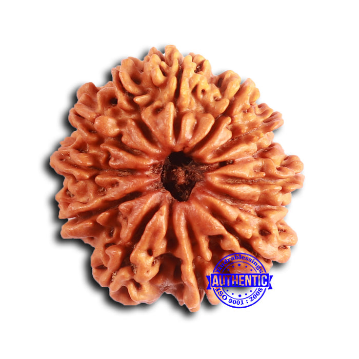 13 Mukhi Nepalese Rudraksha - Bead No. 362