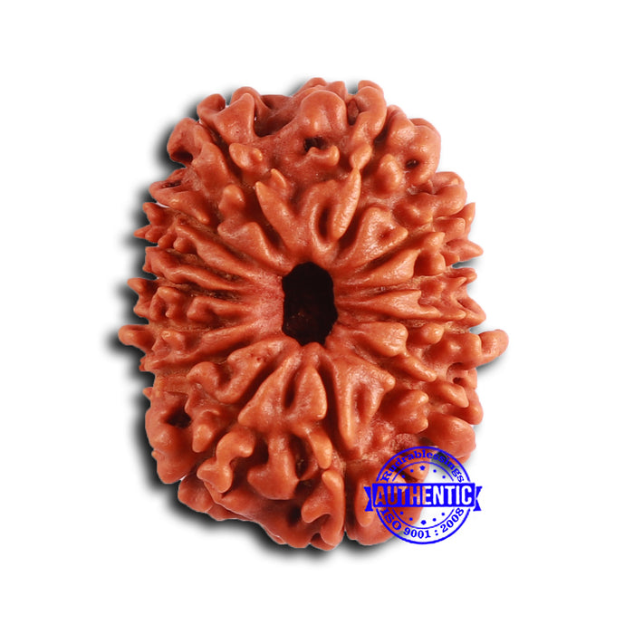 13 Mukhi Nepalese Rudraksha - Bead No. 364