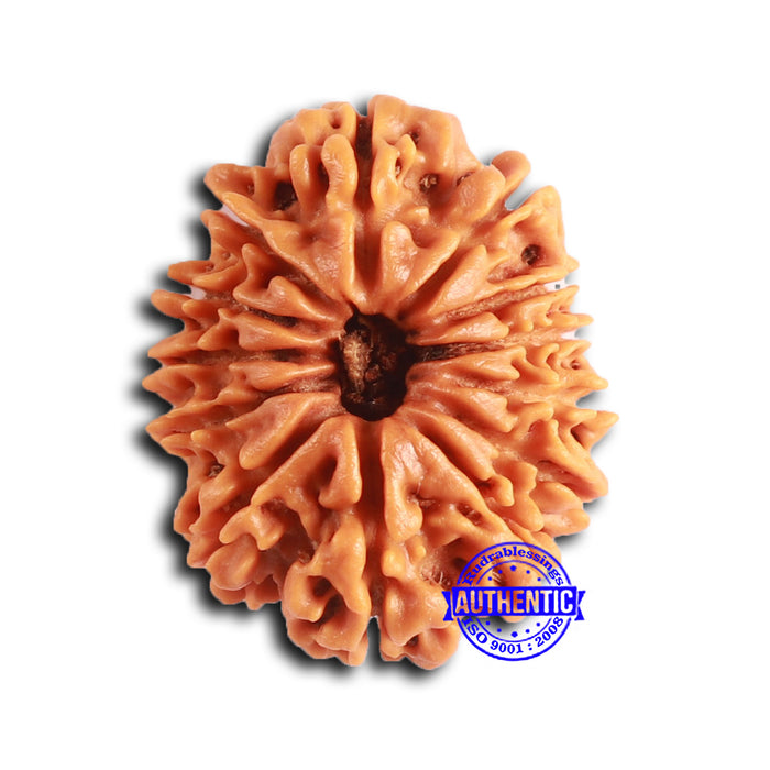 13 Mukhi Nepalese Rudraksha - Bead No. 366