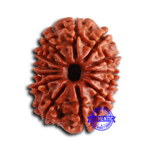 Load image into Gallery viewer, 13 Mukhi Nepalese Rudraksha - Bead No. 368
