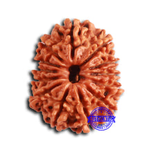 Load image into Gallery viewer, 13 Mukhi Nepalese Rudraksha - Bead No. 372
