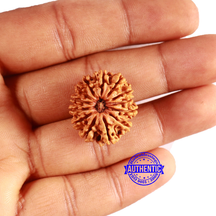 13 Mukhi Nepalese Rudraksha - Bead No. 359
