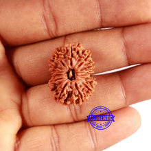 Load image into Gallery viewer, 13 Mukhi Nepalese Rudraksha - Bead No. 360
