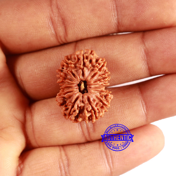 13 Mukhi Nepalese Rudraksha - Bead No. 360