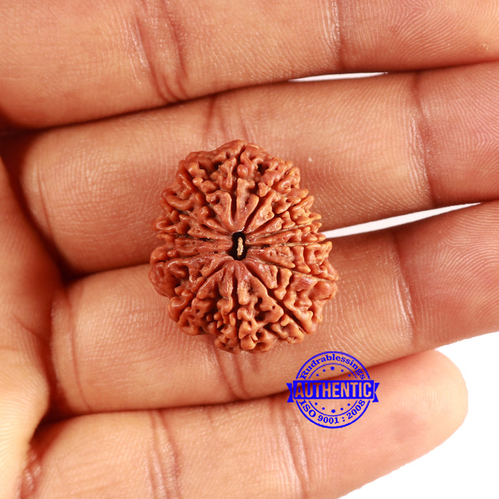 13 Mukhi Nepalese Rudraksha - Bead No. 361