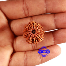 Load image into Gallery viewer, 13 Mukhi Nepalese Rudraksha - Bead No. 362
