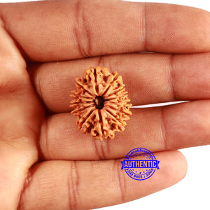 13 Mukhi Nepalese Rudraksha - Bead No. 366