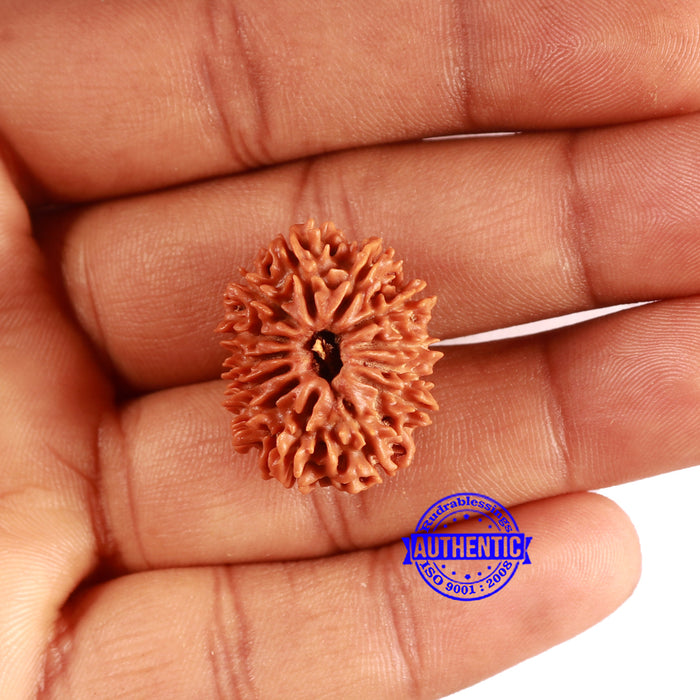 13 Mukhi Nepalese Rudraksha - Bead No. 367