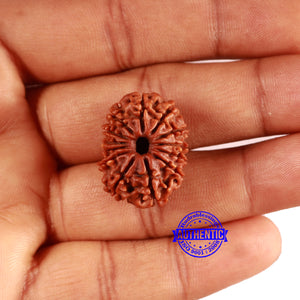 13 Mukhi Nepalese Rudraksha - Bead No. 368