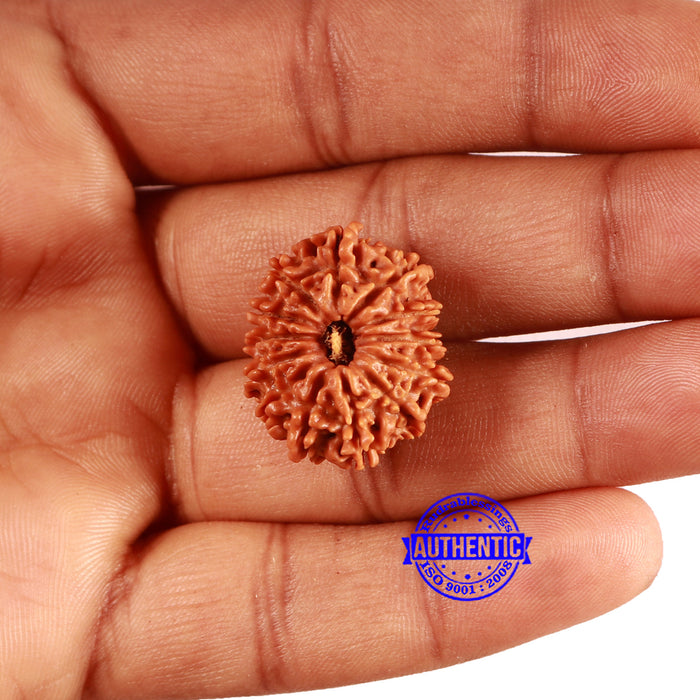 13 Mukhi Nepalese Rudraksha - Bead No. 369
