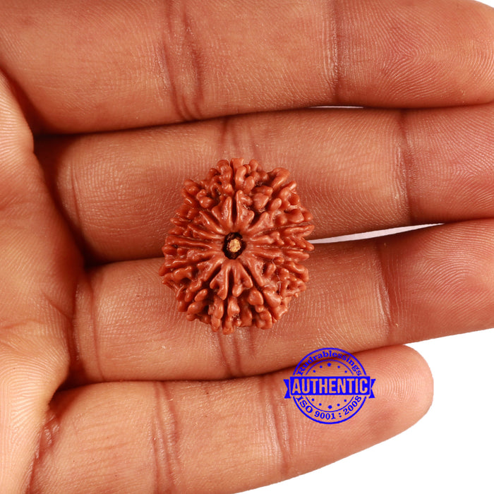 13 Mukhi Nepalese Rudraksha - Bead No. 370