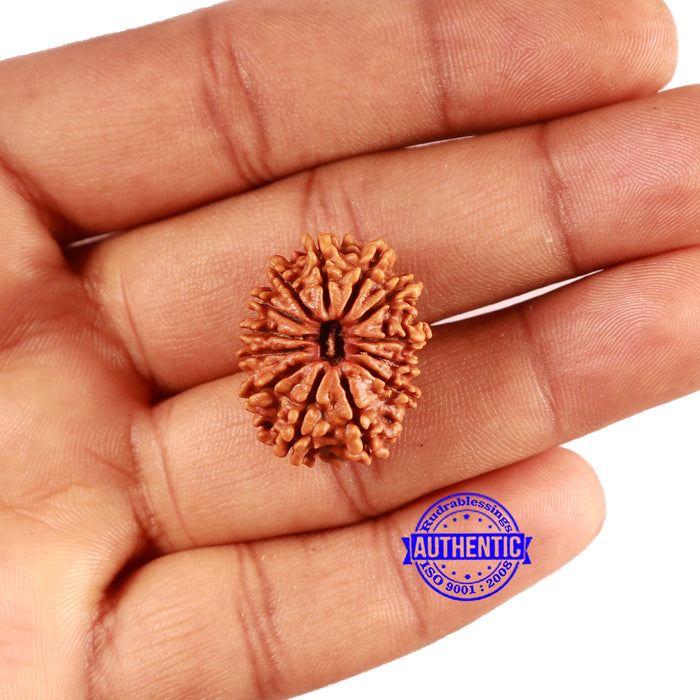 13 Mukhi Nepalese Rudraksha - Bead No. 371