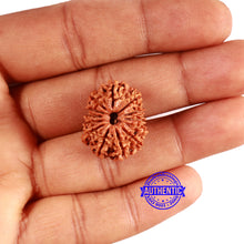 Load image into Gallery viewer, 13 Mukhi Nepalese Rudraksha - Bead No. 372
