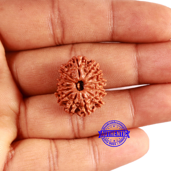 13 Mukhi Nepalese Rudraksha - Bead No. 373