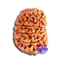 Load image into Gallery viewer, 13 Mukhi Nepalese Rudraksha - Bead No. 359
