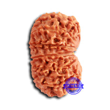 Load image into Gallery viewer, 13 Mukhi Nepalese Rudraksha - Bead No. 360
