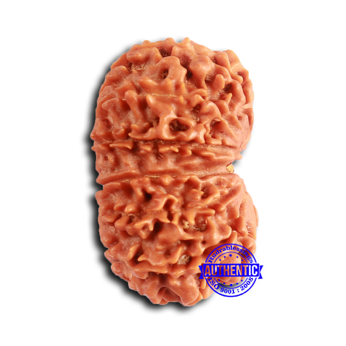 13 Mukhi Nepalese Rudraksha - Bead No. 360