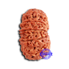 Load image into Gallery viewer, 13 Mukhi Nepalese Rudraksha - Bead No. 361
