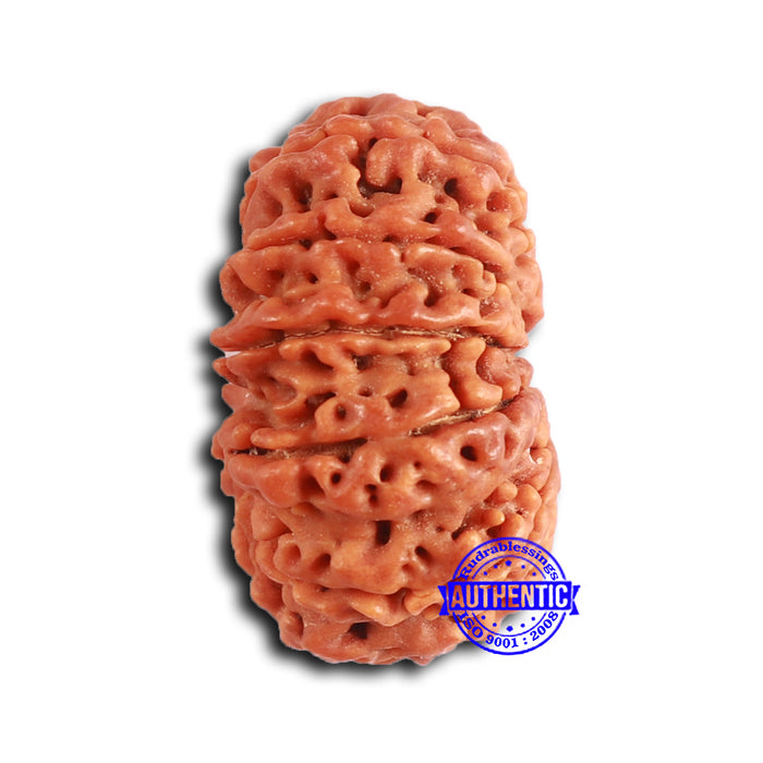 13 Mukhi Nepalese Rudraksha - Bead No. 361