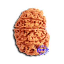 Load image into Gallery viewer, 13 Mukhi Nepalese Rudraksha - Bead No. 362
