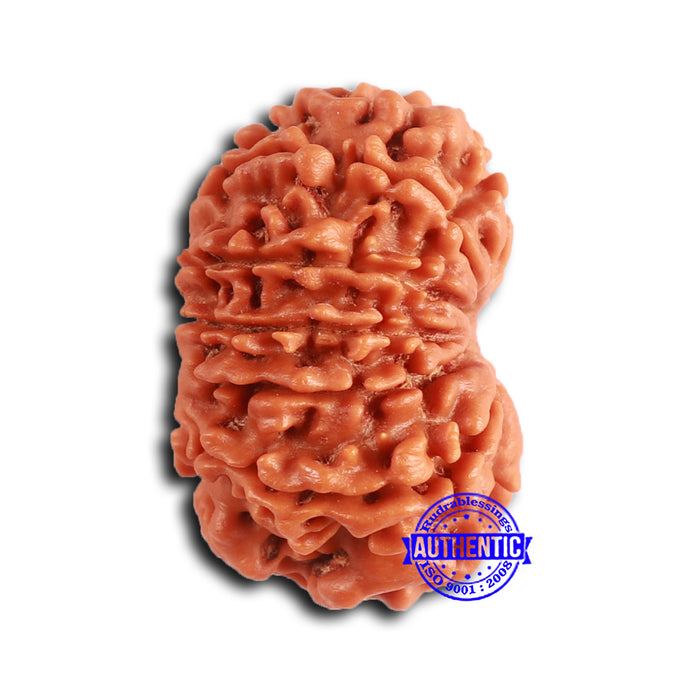 13 Mukhi Nepalese Rudraksha - Bead No. 363