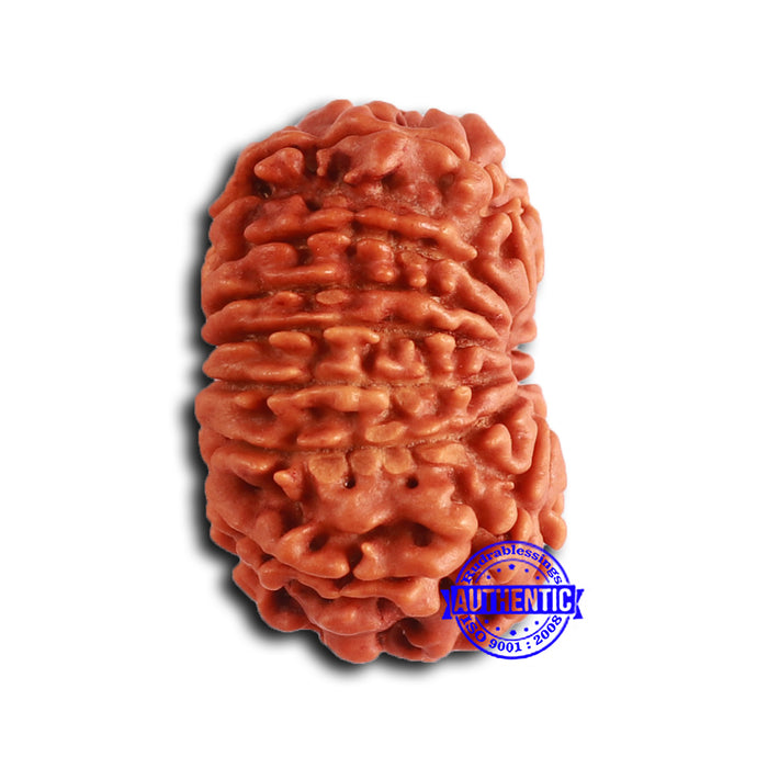13 Mukhi Nepalese Rudraksha - Bead No. 364