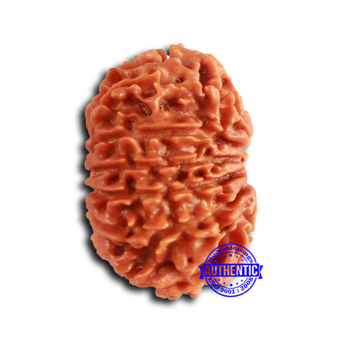 13 Mukhi Nepalese Rudraksha - Bead No. 367