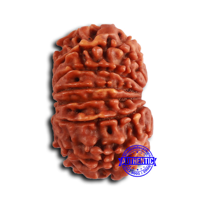 13 Mukhi Nepalese Rudraksha - Bead No. 368