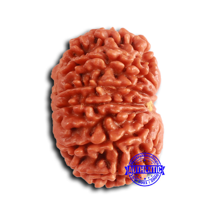 13 Mukhi Nepalese Rudraksha - Bead No. 370