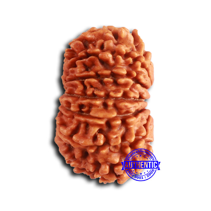 13 Mukhi Nepalese Rudraksha - Bead No. 371