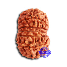 Load image into Gallery viewer, 13 Mukhi Nepalese Rudraksha - Bead No. 372
