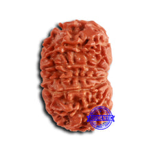 Load image into Gallery viewer, 13 Mukhi Nepalese Rudraksha - Bead No. 373

