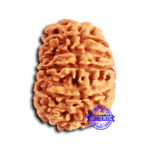 Load image into Gallery viewer, 13 Mukhi Nepalese Rudraksha - Bead No. 359

