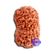 Load image into Gallery viewer, 13 Mukhi Nepalese Rudraksha - Bead No. 360
