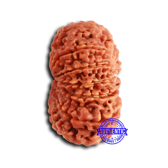 13 Mukhi Nepalese Rudraksha - Bead No. 361