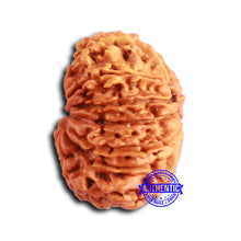 Load image into Gallery viewer, 13 Mukhi Nepalese Rudraksha - Bead No. 362
