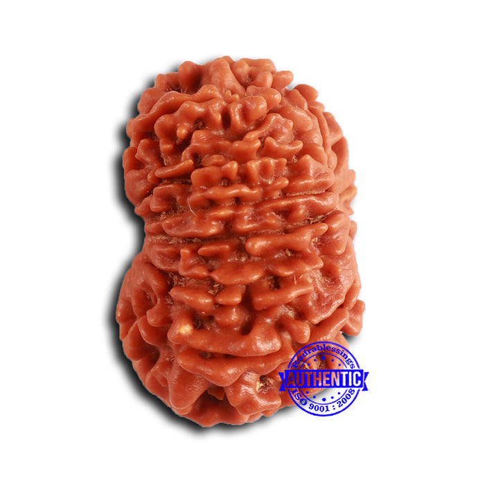 13 Mukhi Nepalese Rudraksha - Bead No. 363
