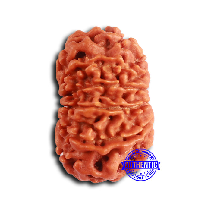 13 Mukhi Nepalese Rudraksha - Bead No. 364