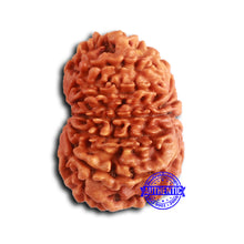 Load image into Gallery viewer, 13 Mukhi Nepalese Rudraksha - Bead No. 365
