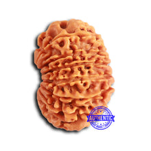 Load image into Gallery viewer, 13 Mukhi Nepalese Rudraksha - Bead No. 366
