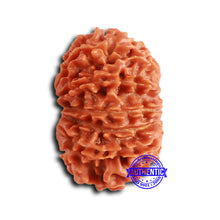 Load image into Gallery viewer, 13 Mukhi Nepalese Rudraksha - Bead No. 367
