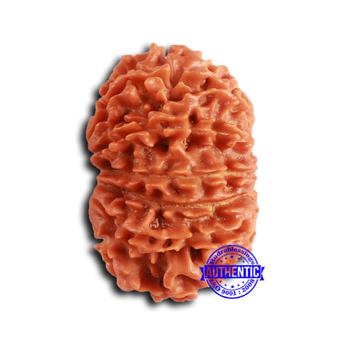 13 Mukhi Nepalese Rudraksha - Bead No. 367