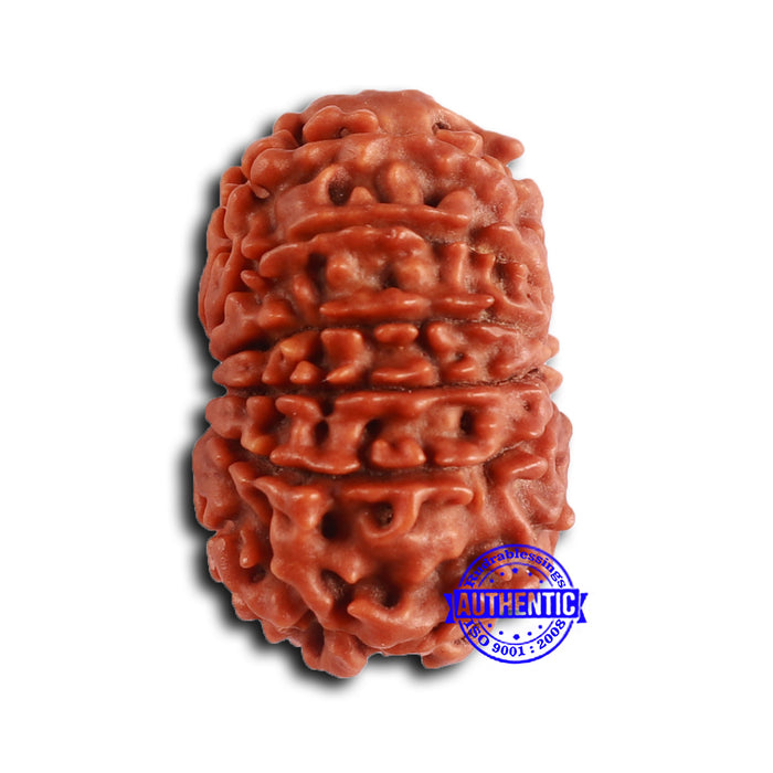 13 Mukhi Nepalese Rudraksha - Bead No. 368