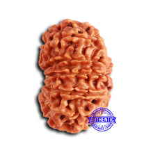 Load image into Gallery viewer, 13 Mukhi Nepalese Rudraksha - Bead No. 369
