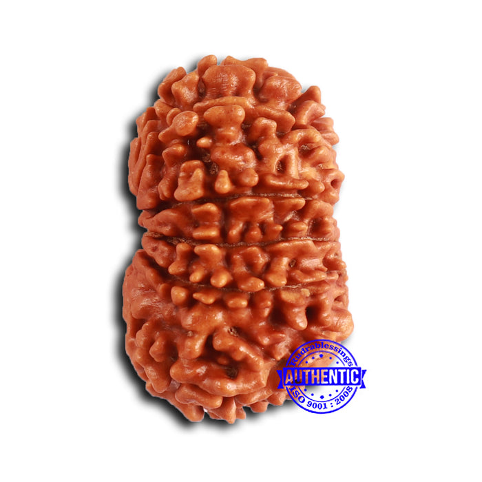 13 Mukhi Nepalese Rudraksha - Bead No. 371
