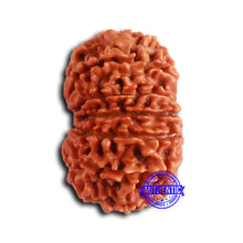 Load image into Gallery viewer, 13 Mukhi Nepalese Rudraksha - Bead No. 372
